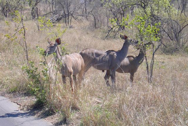 Day 04 - Kruger - Kudu 6