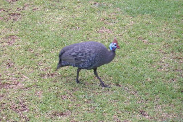 Day 07 - Royal Natal - Guinea Fowl - PDRM2752