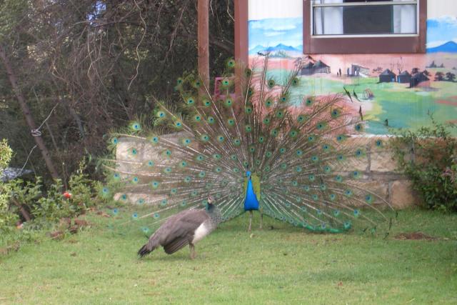 Day 09 - Lesotho - Peacock - PDRM2803
