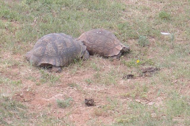 Day 12 - Addo - Tortoises - PDRM2828