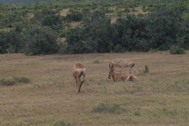 Day 12 - Addo - Red Hartebeest - PDRM2833