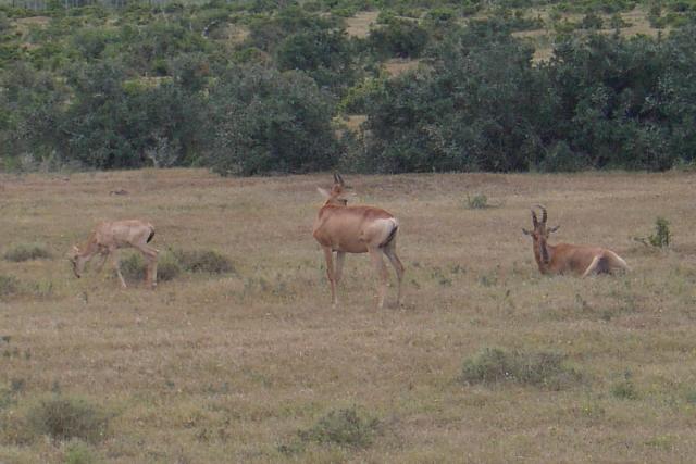 Day 12 - Addo - Red Hartebeest - PDRM2834