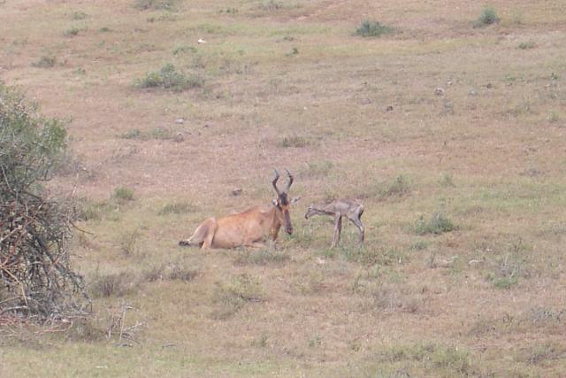 Day 12 - Addo - Red Hartebeest - PDRM2835