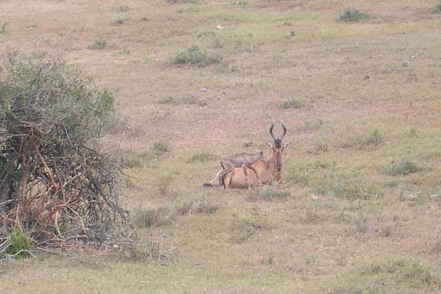 Day 12 - Addo - Red Hartebeest - PDRM2837