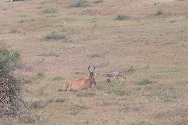 Day 12 - Addo - Red Hartebeest - PDRM2838