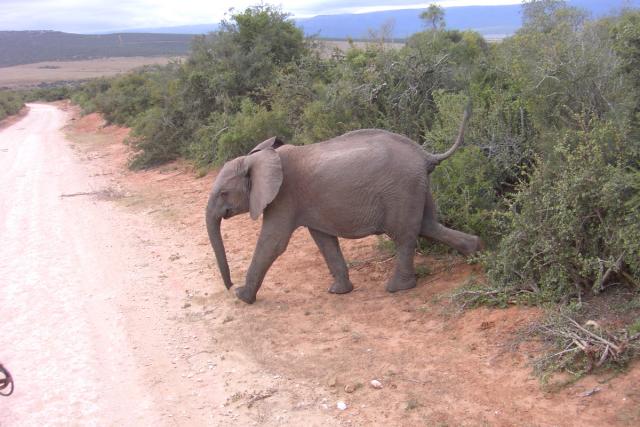 Day 12 - Addo - Elephant - PDRM2849