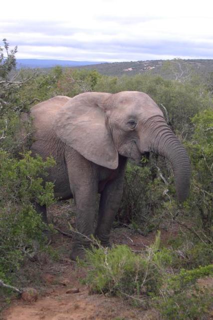 Day 12 - Addo - Elephant - PDRM2851