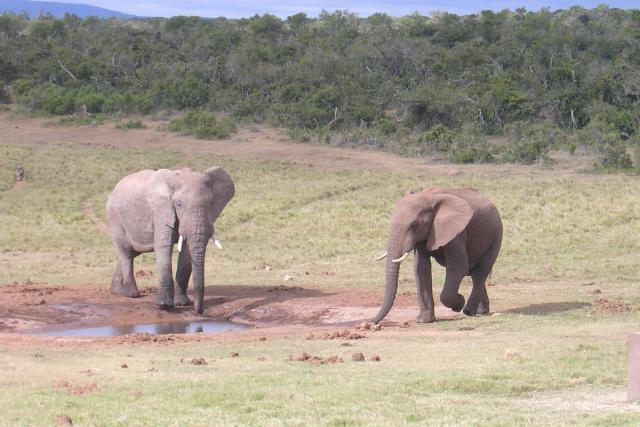 Day 12 - Addo - Elephants - PDRM2854