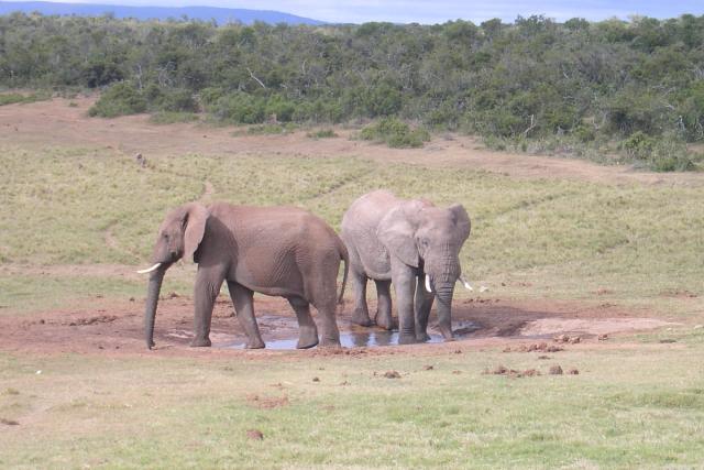 Day 12 - Addo - Elephants - PDRM2855
