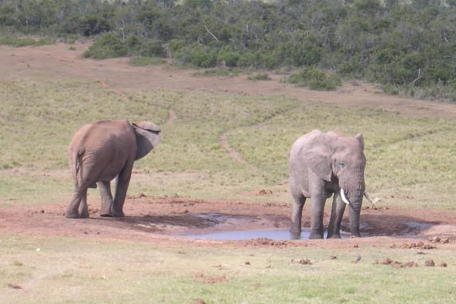 Day 12 - Addo - Elephants - PDRM2857