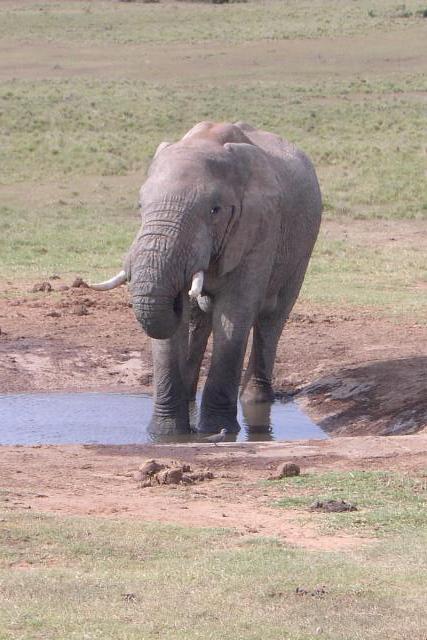 Day 12 - Addo - Elephants - PDRM2863