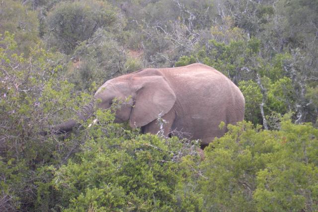 Day 12 - Addo - Elephant - PDRM2866