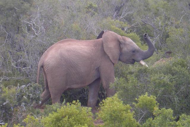 Day 12 - Addo - Elephant - PDRM2868