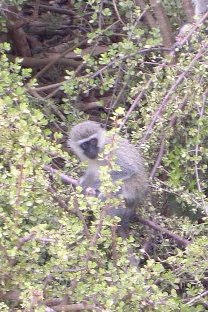 Day 12 - Addo - Vervet Monkeys - PDRM2871