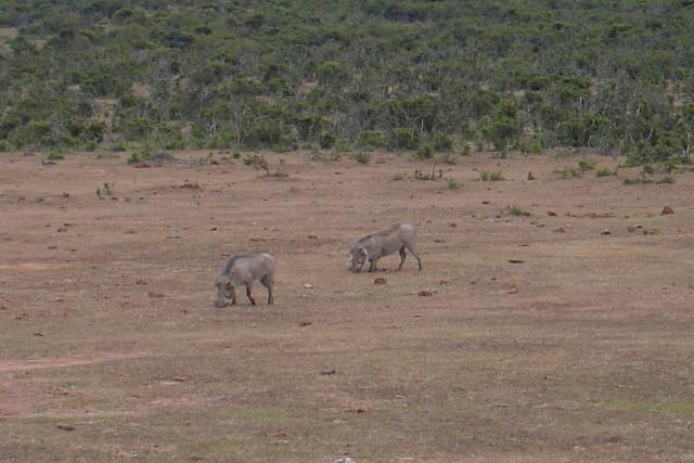 Day 13 - Addo - Warthogs - PDRM2881