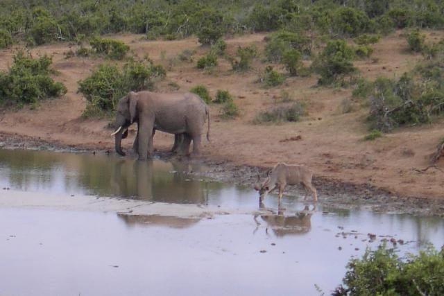 Day 13 - Addo - Elephant, Kudu - PDRM2896