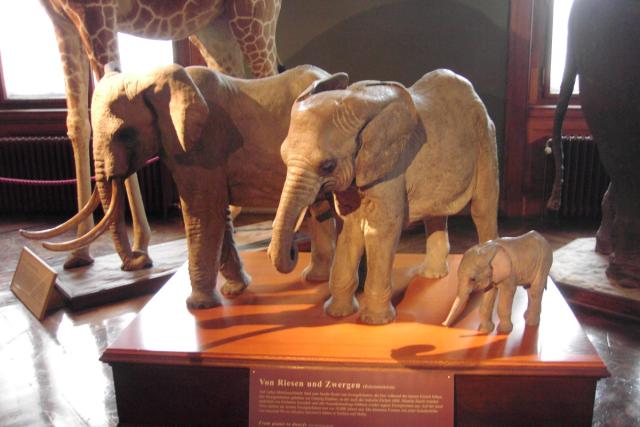 The poppa elephant, momma elephant, and baby elephant.  How cute!