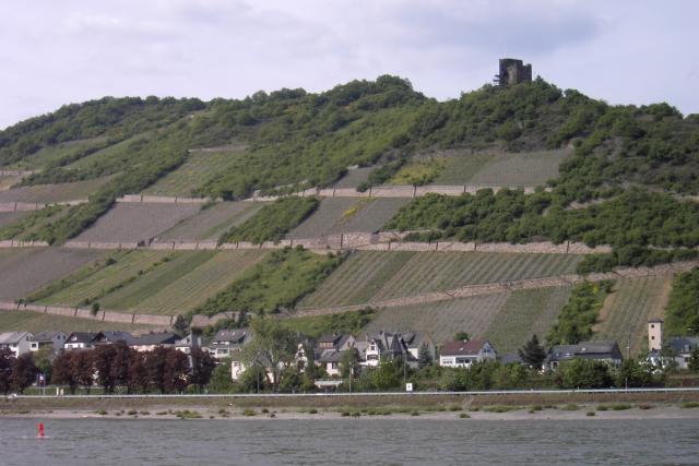 Vineyards on the banks of the Rhine.
