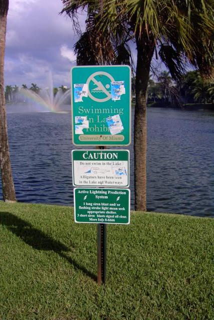 Watch out for alligators at UM!